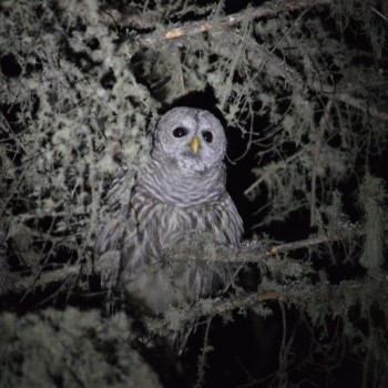 Barred Owl