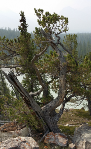 Limber pine2