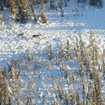 Small Caribou West of the Athabasca River