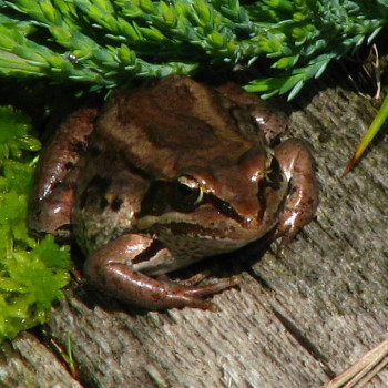 Frog, Photo: Arnold Janz