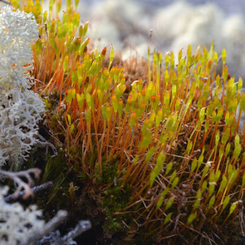 Alberta Bryophyte, Photo: Richard Caners