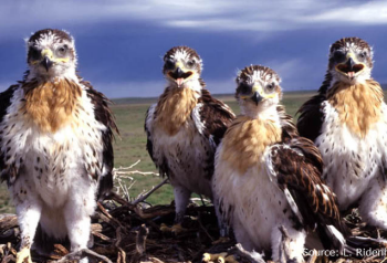 Ferruginous hawks