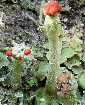 Finger Cup Lichen