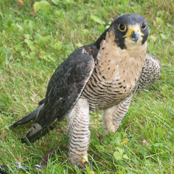 Peregrine falcon James Dowling-Healey