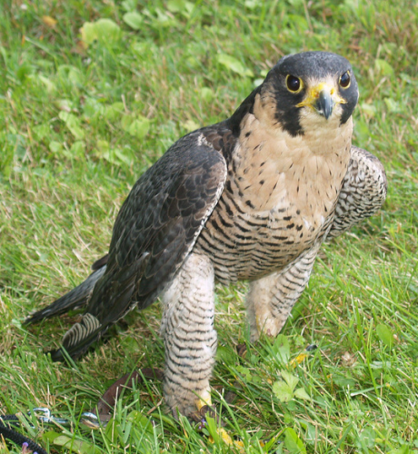 Peregrine falcon James Dowling-Healey